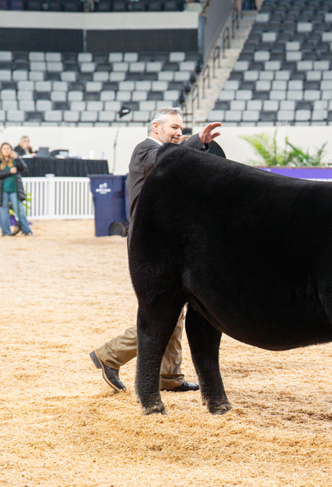 Black show cow in a ring with handler and judge