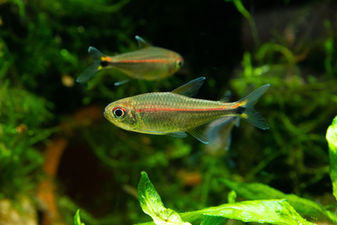 Plastic Packaging for Natural Aquaria?