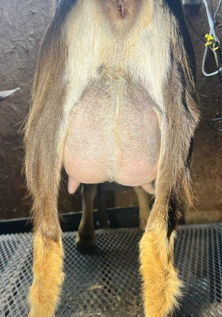 Hooves Of Hart LBB DBL Dutch 5*M