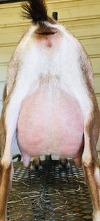 Lizzie Lane Bac Winter