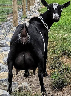 Dawnland MNCH A Little Bling VEEV88