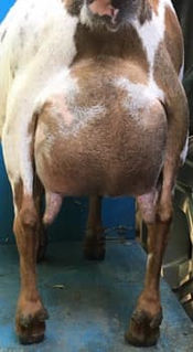 GCH Rosasharn CB Kir Royale 6*M VEVV89