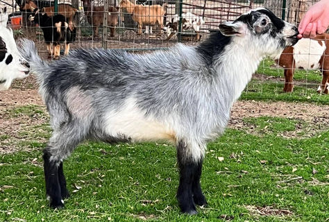 Roamn Ranch F Kryptonite