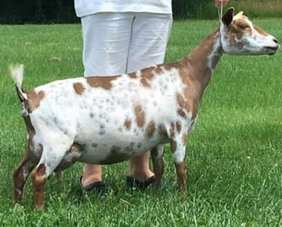 GCH Rosasharn CB Kir Royale 6*M VEVV89