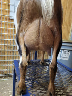 Dam Roamn Ranch SH Hala