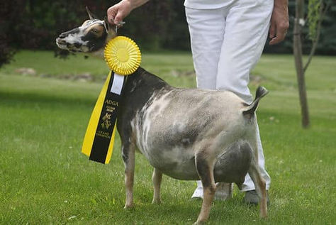 Dreahook Perplexing Hairstreak VEEV88