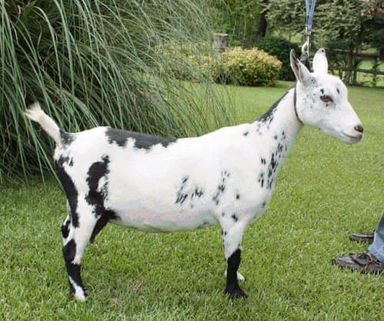 SG Agape Oaks GL Elegance 3*M EVEV90