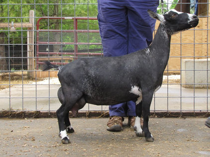 Sinai Thunder Selah 4*M 2*D VVEE88