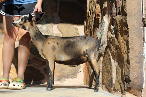 Mountain Ridge MS Brandy