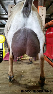 SGCH Dill’s GA Quite Contrary 4*M VEEE90