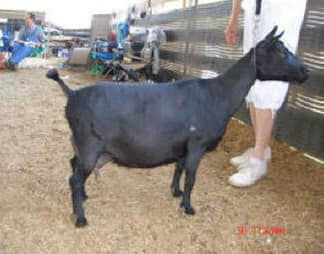 SGCH Little Tots Estate Bambusa 1*M VEVE90