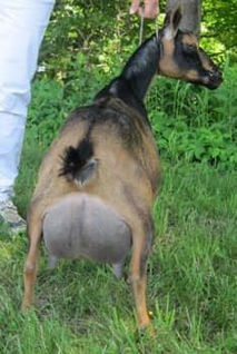 GCH Rosasharn TL Queen Bee 5*M VEEE91