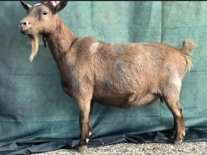 Dam - Emerald C Ranch Delta Gold.jpg