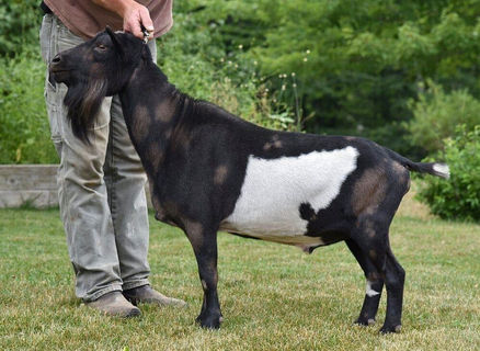 Old Mountain Farm Darius Quinn