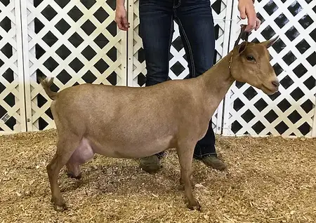 SG Sraightway Farm MOF Garnet VEVV87