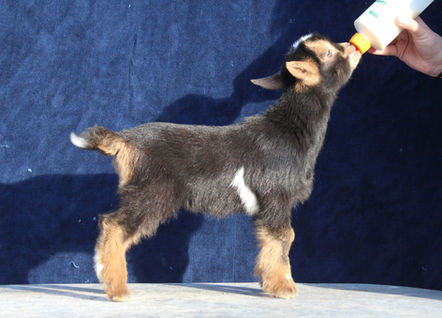 DEP Ranch A Smoke Show