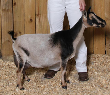 SGCH Dill’s GA Quite Contrary 4*M VEEE90