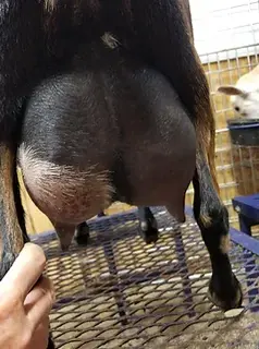 Roamn Ranch ND Classy udder