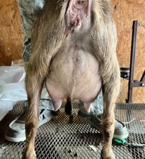 Buffalo Clover H L Alexandria