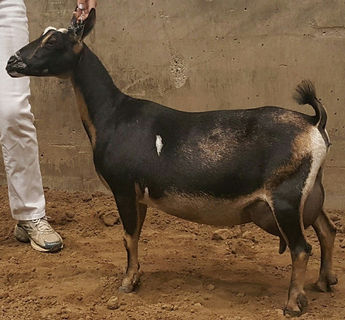 Sierra Aspen Sky Pilot