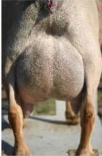 Sire’s Dam - Olson Acres IRR Cherise 3m udd_edited.jpg