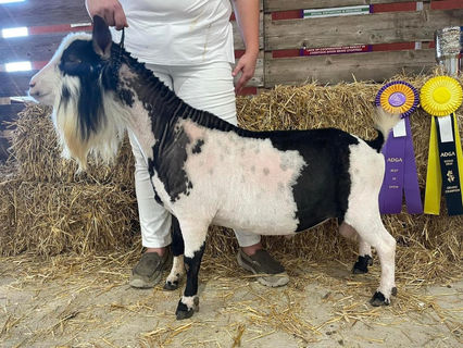 Buffalo Clover MC Sharpshooter