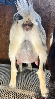 Pittmans Paradise P Snowberry