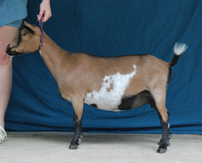 Walzy Farm Frnech Toast 1*M VG 86.6