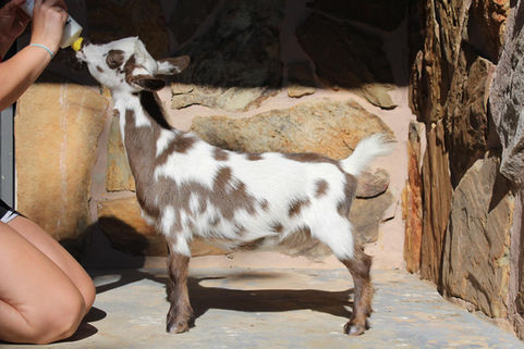 TLK Kritters BB Hopes Diamond