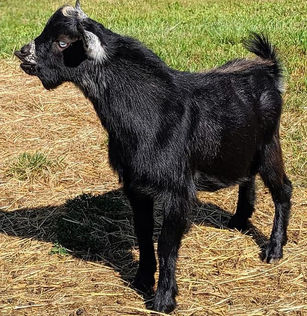 Dreahook SA Black Hawk