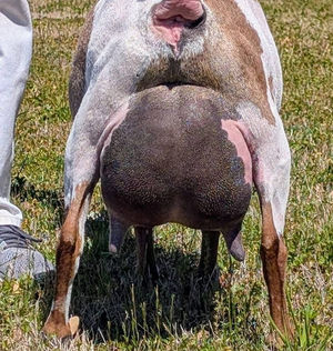 GCH Bucktopia HM Gin Blossom 1*M VVEV89