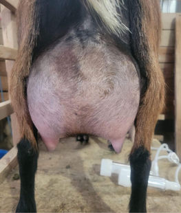 Roamn Ranch AQ Rorrie 1*M EEEE91