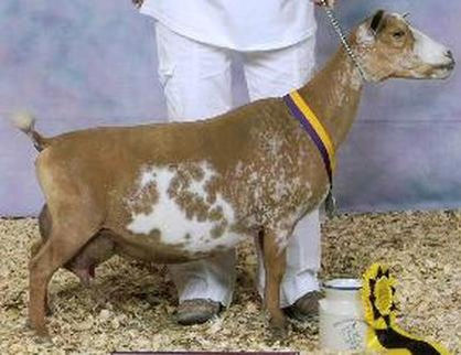 GCH Wyojem Wendy Kiki 1*M EEEE91