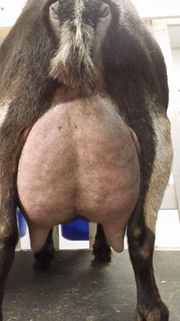 SG Sugar Moon Nut-Ella 3*M EVEV89