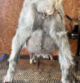 Dreahook RR Tigris 1*M