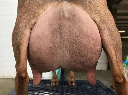 SG Straightway Farm MOF Garnet 3*M VEVV87