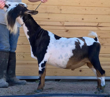 Quacking Canopy Dexter