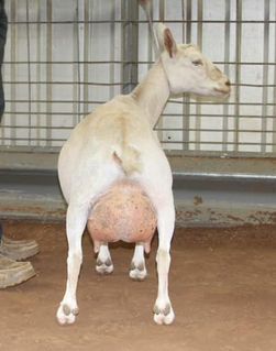 CH Gypsy Moon ES Snow Bunny