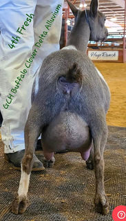 GCH Buffalo Clover Delta Alluvium 2*M VEEE90