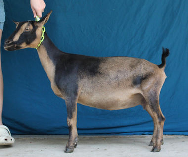 Kidco WWW Tartufo 6*M VG 85.5
