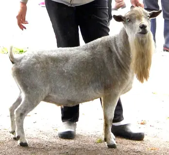 Flat Rock's Silver Arrow VVE87