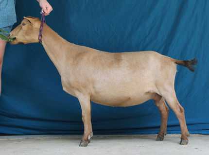Southern Grace JC Jovani 5*M
