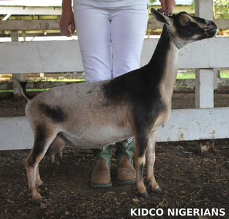 Kidco LE Anisette