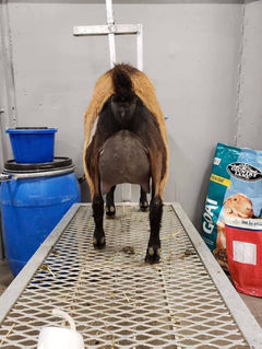 Heaven's Hollow Ruth +EV+84