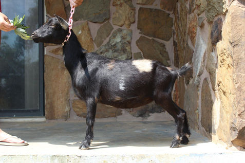 Roamn Ranch MH Magic Potion