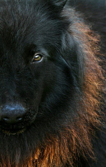 lobos