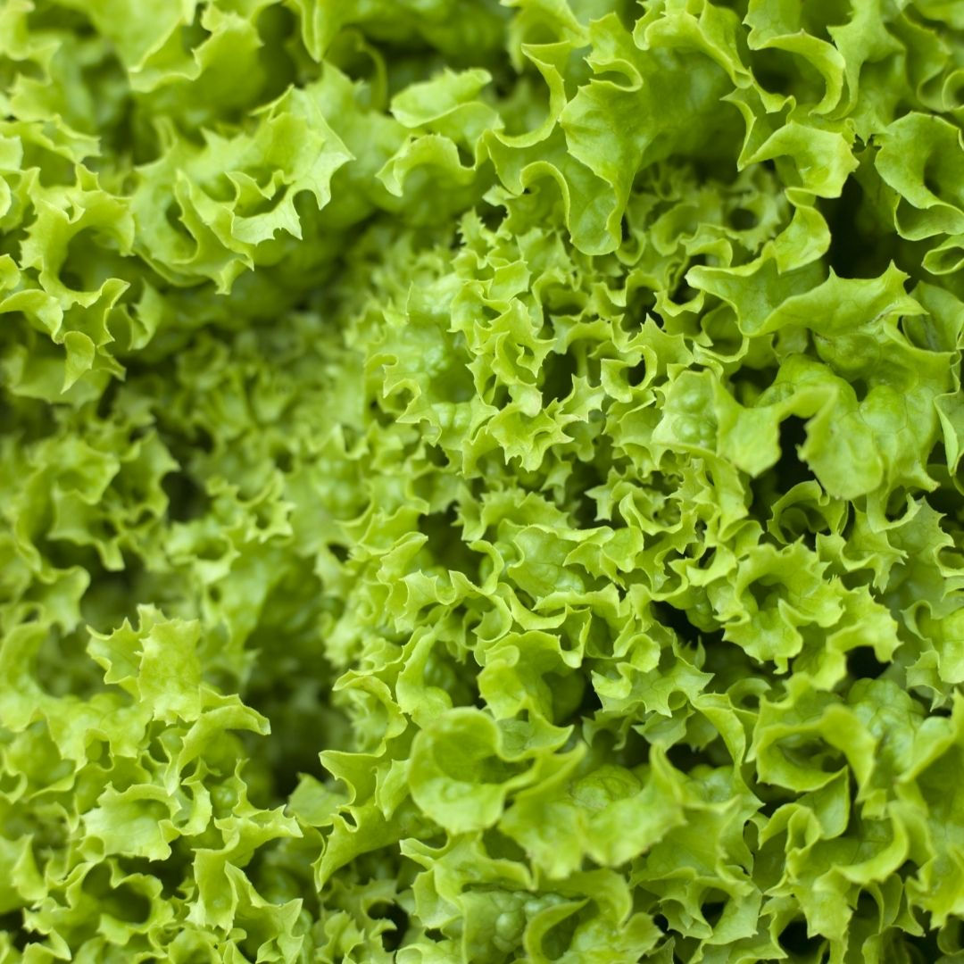 Salade Batavia - 1 Pièce