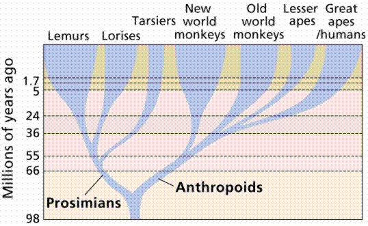Mankind did not evolve from the chimpanze