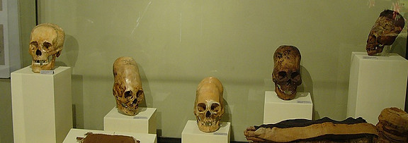 Sculls in museum