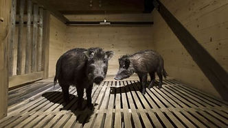 Noah had cages on the ark